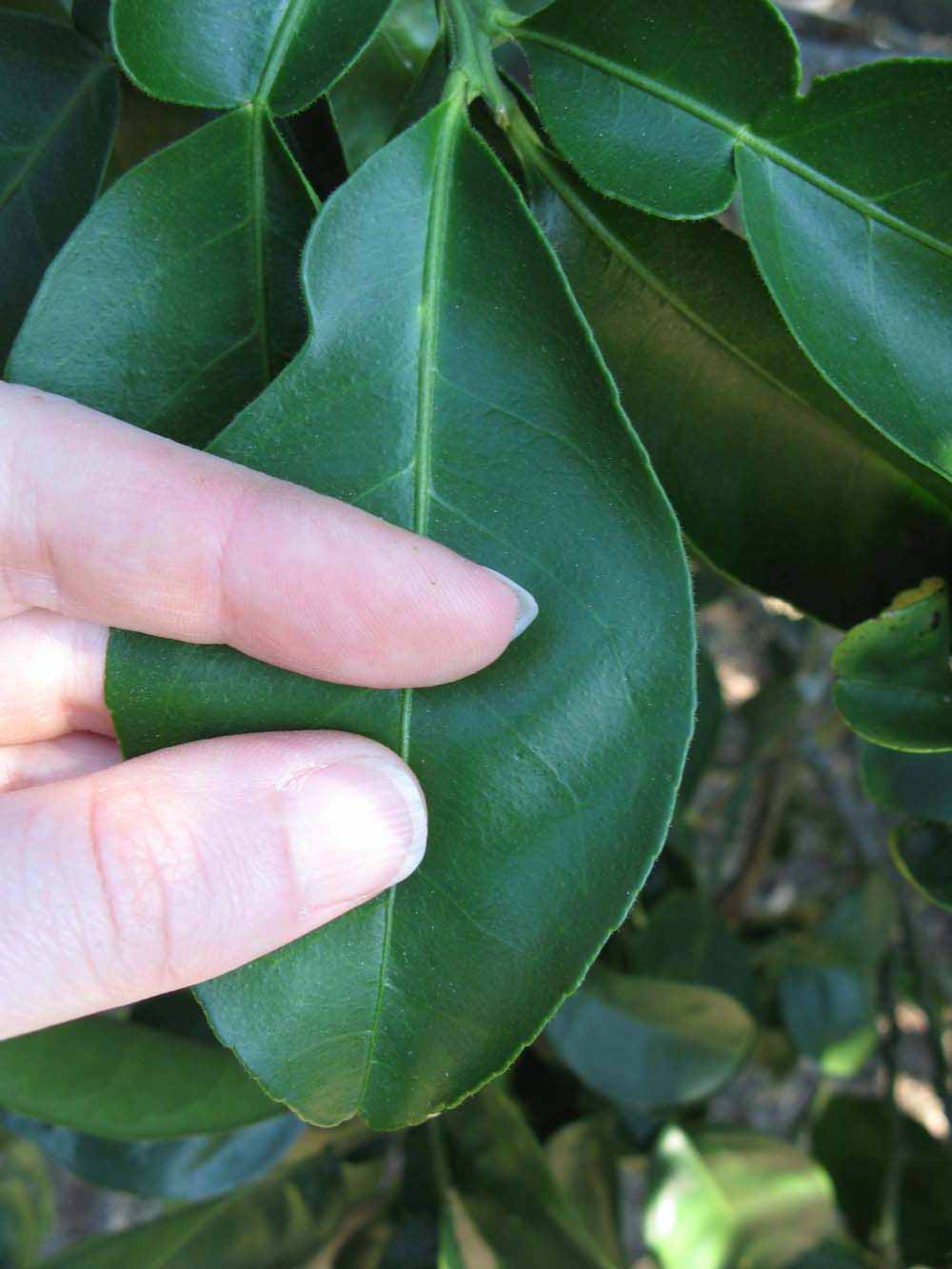              Unifoliolate leaf (Winter Haven, FL)       